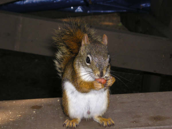 1010113301214 08 ecureuil%201