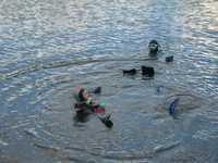 1010113223137 72 echo 2004-0090