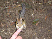 1010113301214 05 ecureuil%205