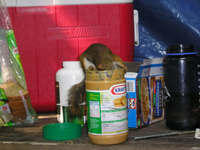 1010113301214 06 ecureuil%204