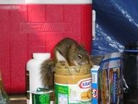 1010113301214 07 ecureuil%203